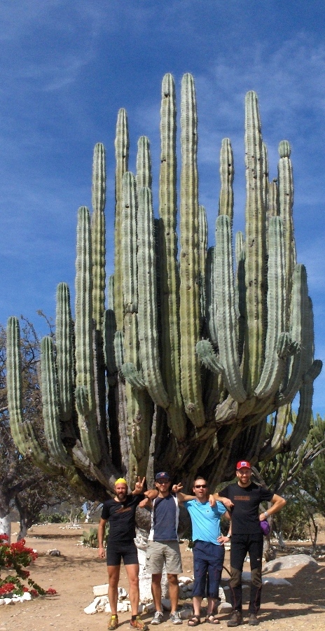 cactus mexico